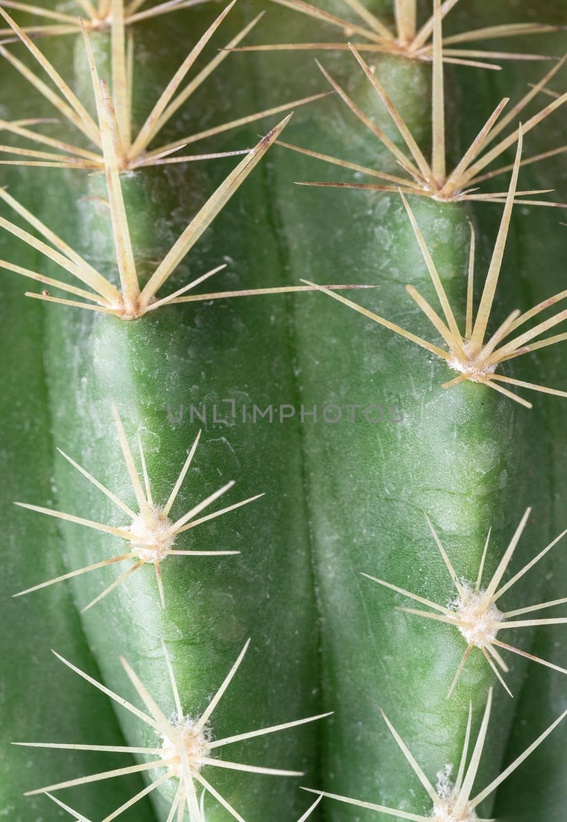 Close-up view of Ferocactus echidne in detailed with sharp white prickles. Prickly green Parodia polyacantha cactus or Parodia langsdorffii plant, Cactus flower, Succulent Plant, use it as your Space for text, Design, Wallpaper and Poster, Selective focus.