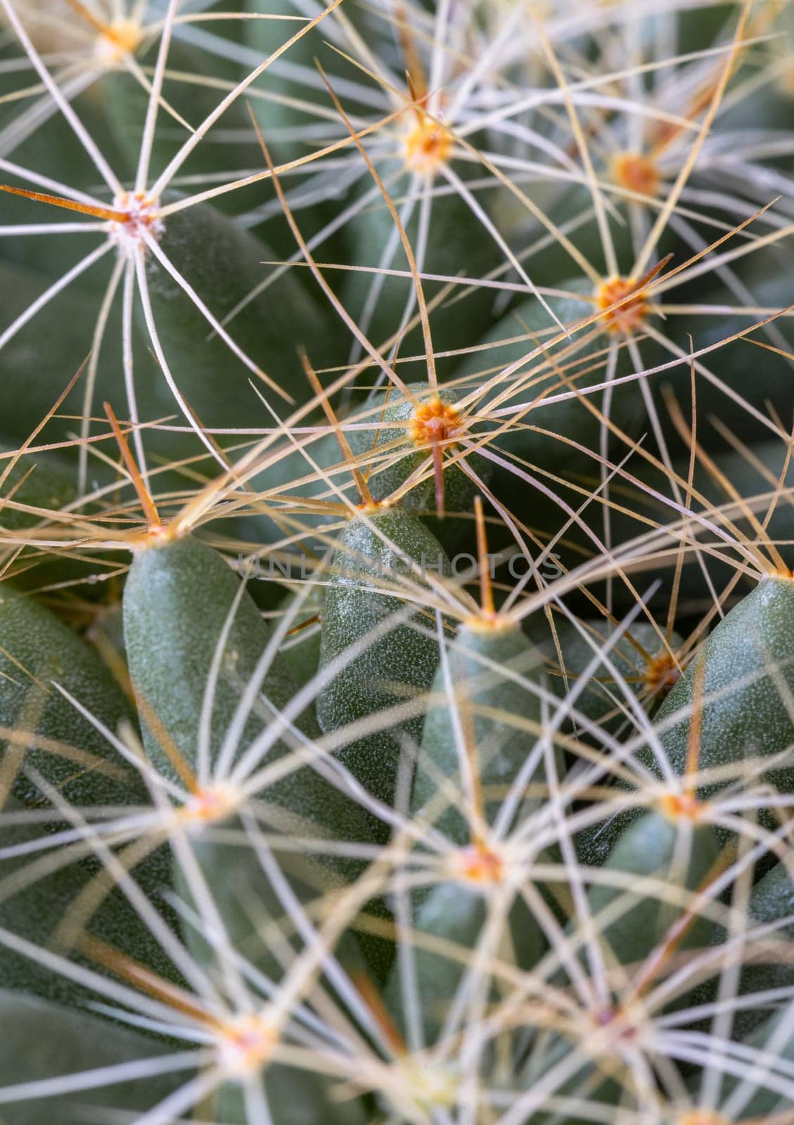 Close-up view of Mammillaria longimamma in details with sharp white prickles. Prickly green Finger cactus, Succulent Plant, Cactus flower, use it as your Space for text, Design, Wallpaper and Poster, Selective focus.