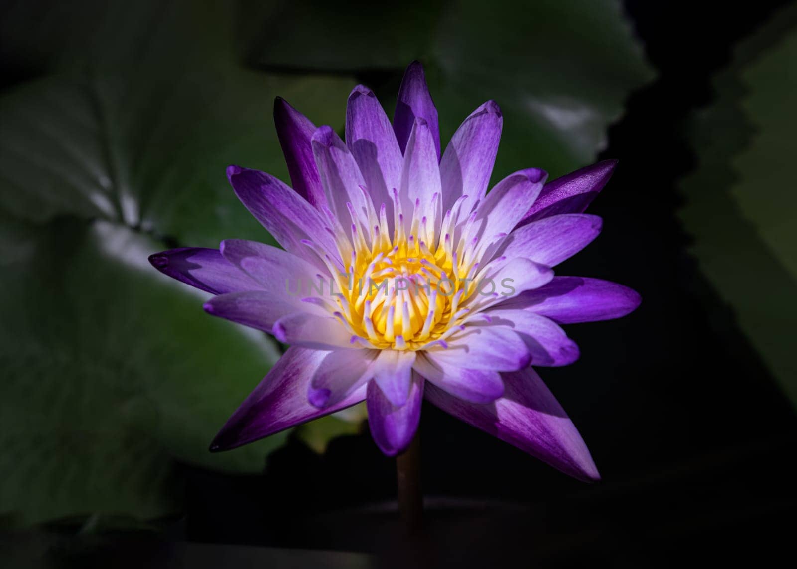 Yellow lotus stamens or Lotus pollen in white purple lotus petals of Blossoming waterlily or Lotus flower blooms and green leaves background with natural daylight, Lotus is logo of spa and buddhism in asia, use it as your Wallpaper, Poster and Space for text, Selective focus.