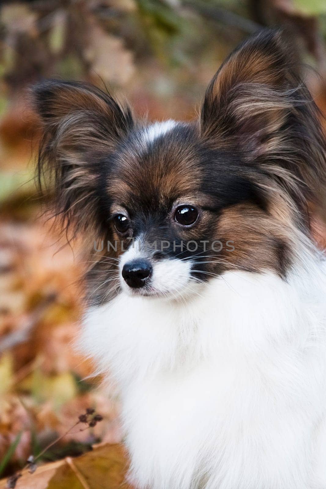 White-black-red dog of the breed Papillon (Continental Toy Spaniel) portrait on an autumn background outdoors