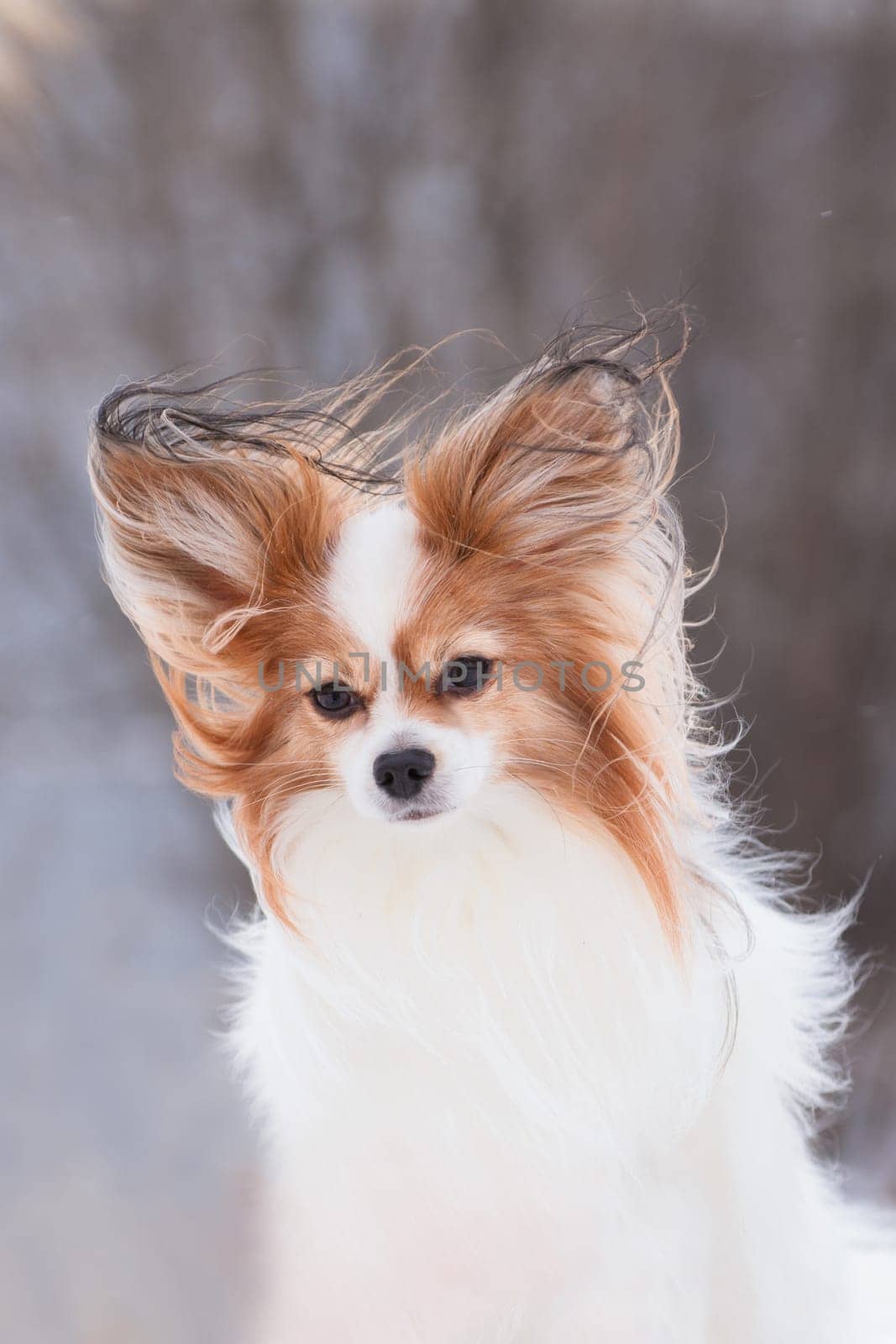White and red papillon dog in winter outdoors in the wind with magical fluttering ears
