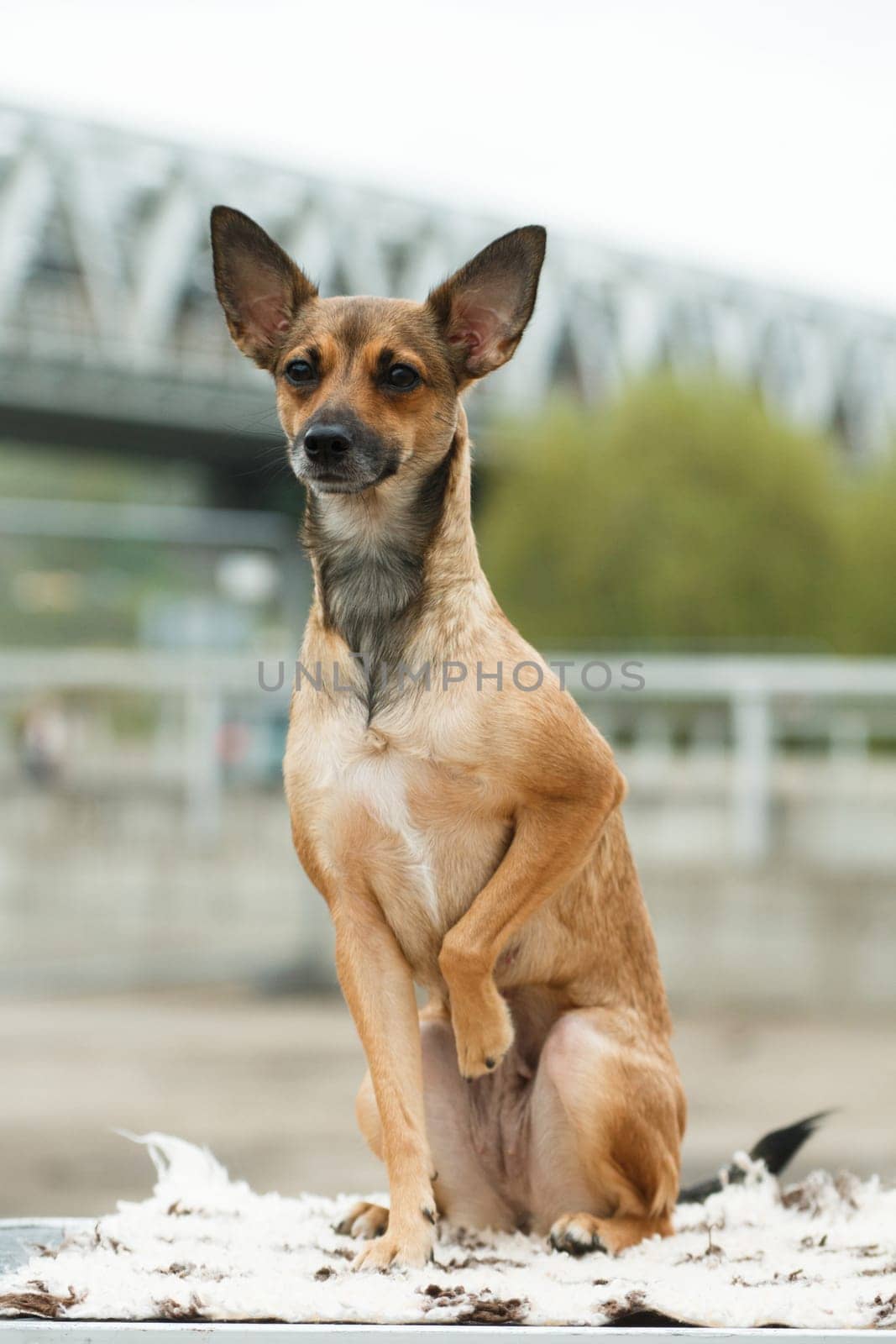 Coated, a medium-sized adult beige dog of the breed Peruvian Hairless Dog (Peruvian Inca Orchid, Hairless Inca Dog, Viringo, Calato, Mexican Hairless Dog), sits on a table against a blurred bokeh of an outdoor bridge in cloudy weather