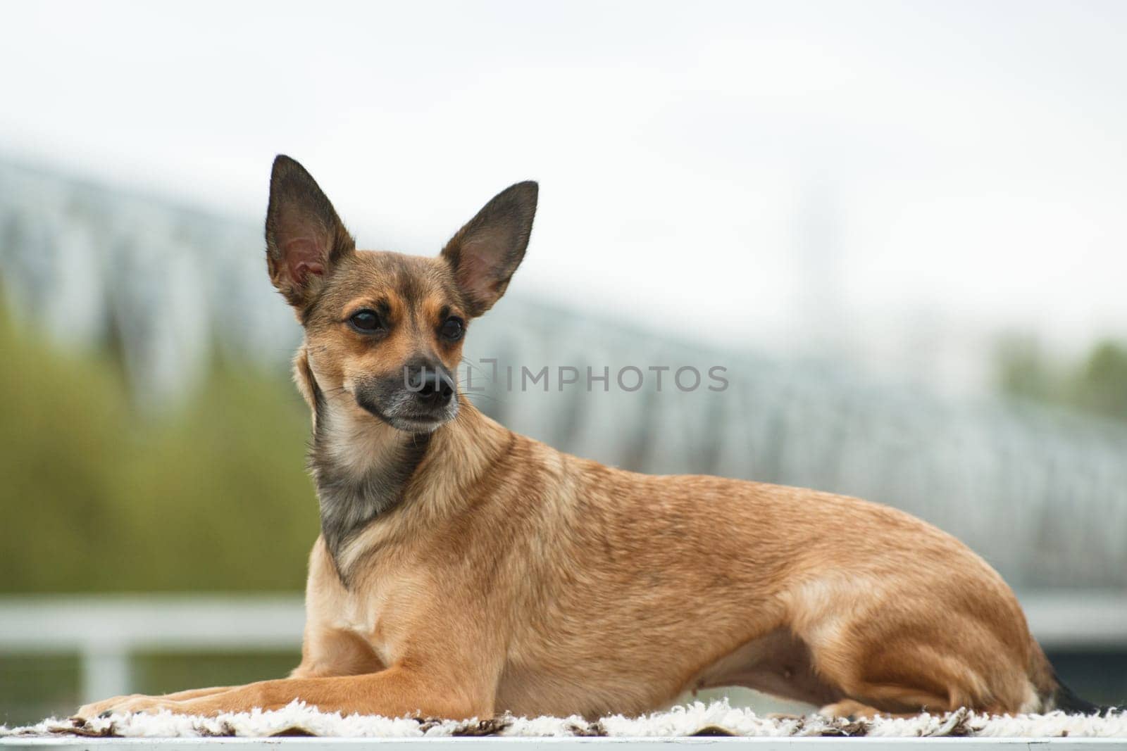 Coated, a medium-sized adult beige dog of the breed Peruvian Hairless Dog (Inca Peruvian Orchid, Inca Hairless Dog, Viringo, Calato, Mexican Hairless Dog), lies on the table against the background of a blurred bokeh of the bridge outdoors in cloudy weather