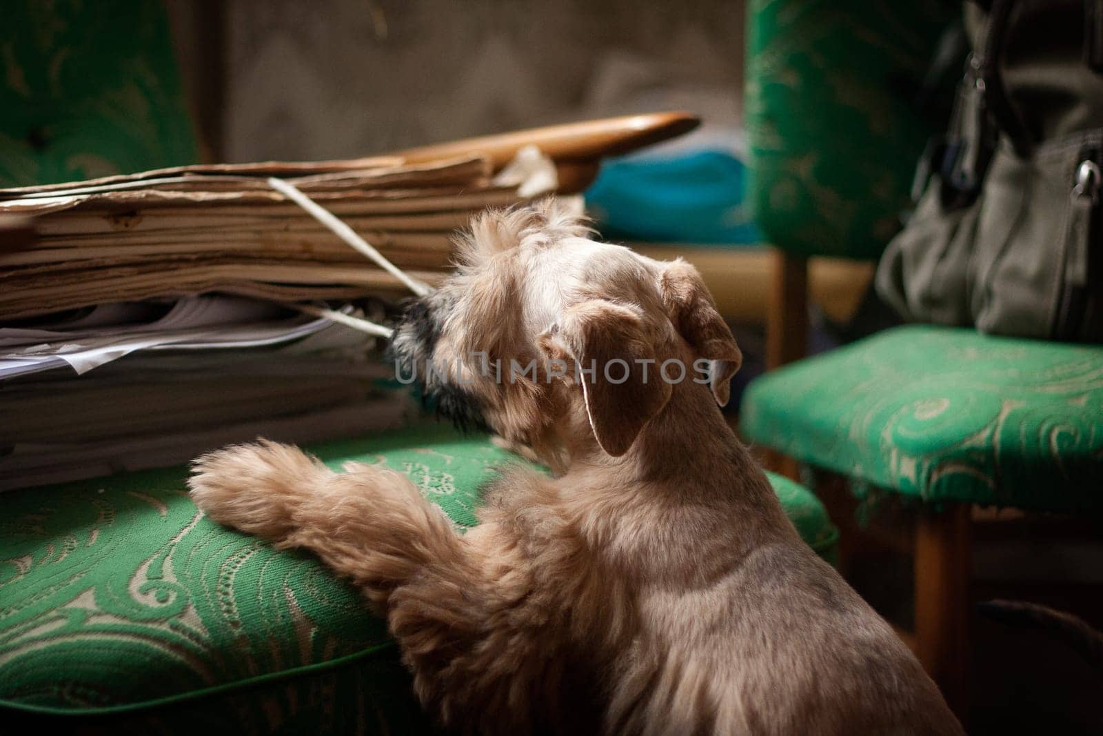 Irish Soft Coated Wheaten Terrier is a breed of dog. It differs from other Irish terriers in wool - silky, soft, unique wheat color. This is a strong, hardy, compact dog.