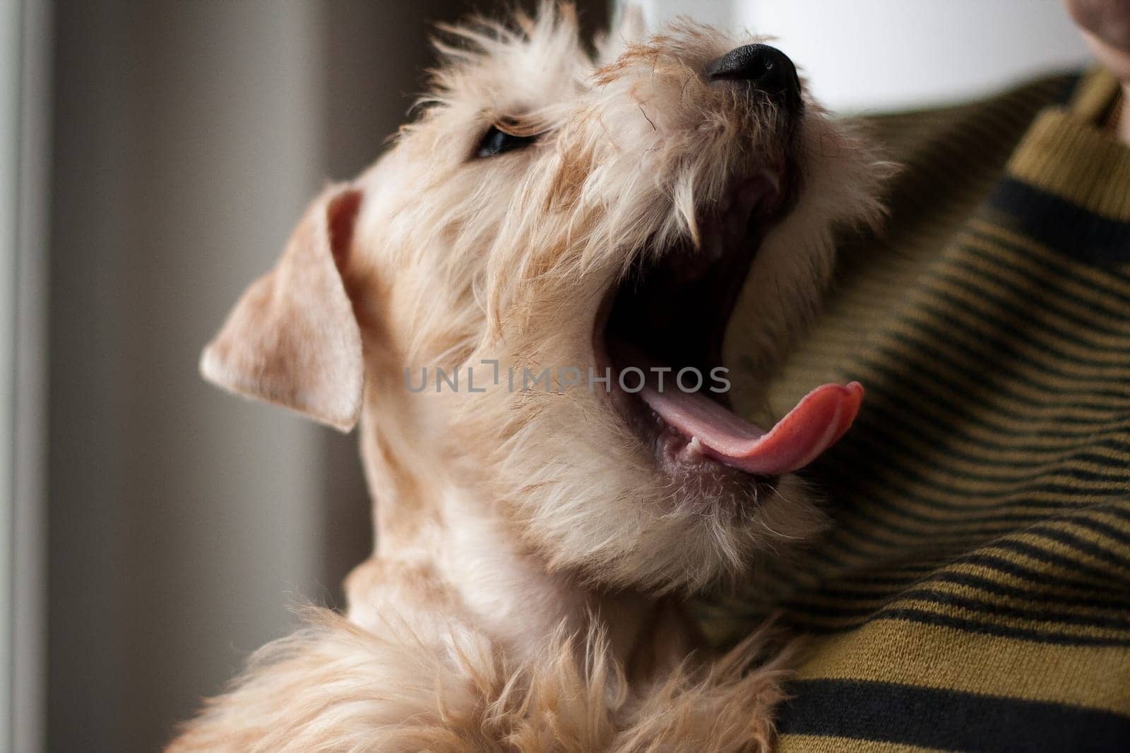 Irish Soft Coated Wheaten Terrier is a breed of dog. It differs from other Irish terriers in wool - silky, soft, unique wheat color. This is a strong, hardy, compact dog.