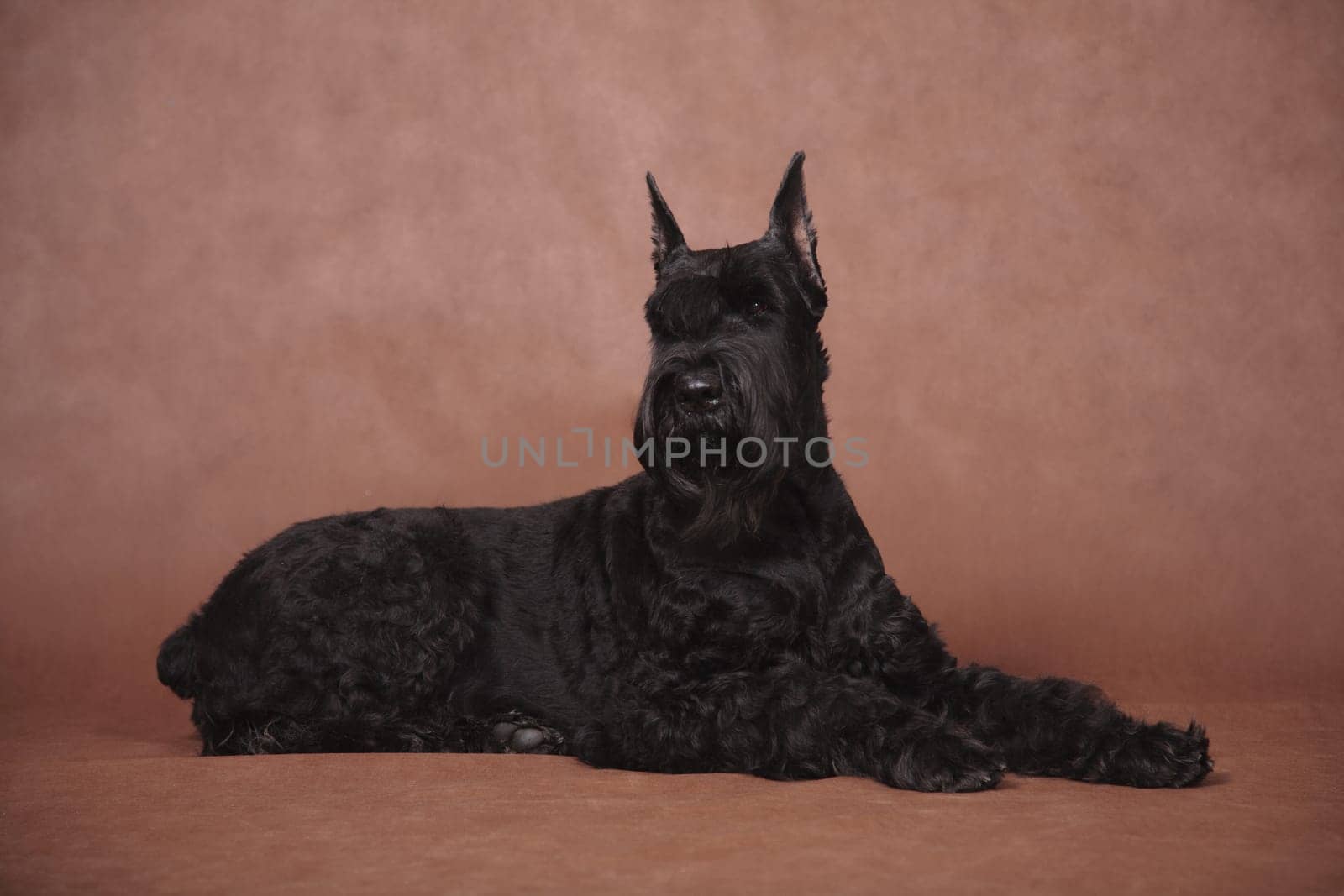 Big black beautiful dog breed Giant Schnauzer lies in the studio indoors on a brown background
