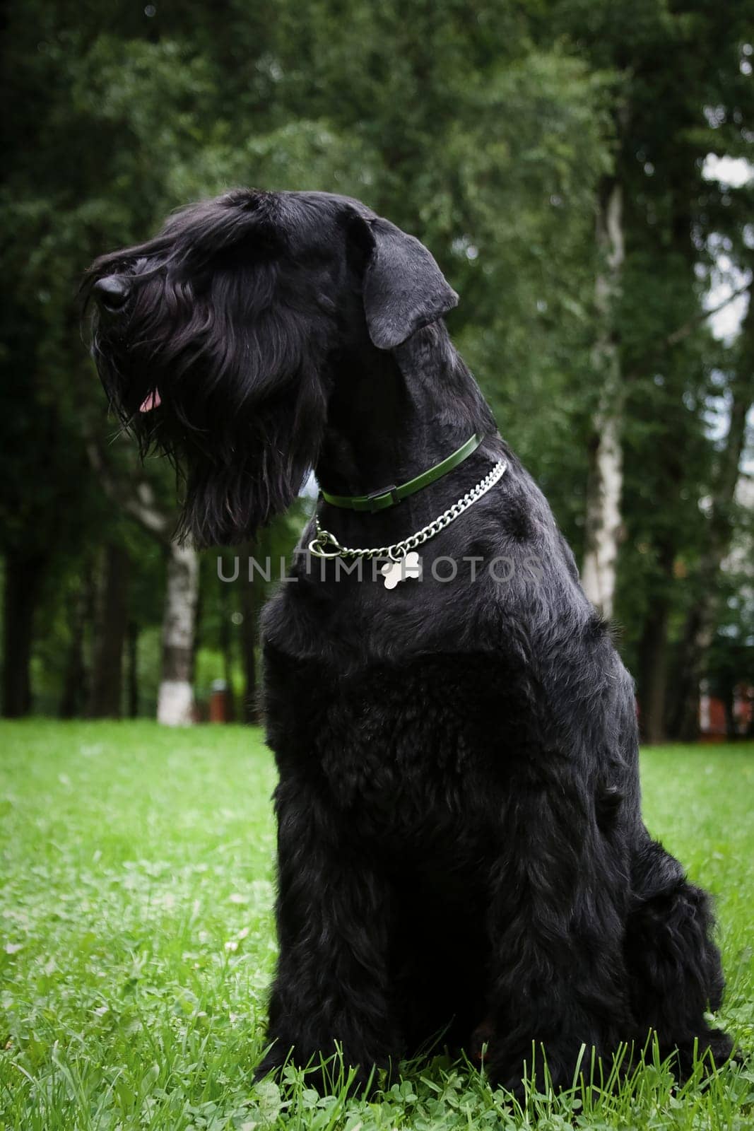 Big black beautiful wire-haired dog of the Giant Schnauzer breed obediently sits in a summer park on the green grass in the afternoon