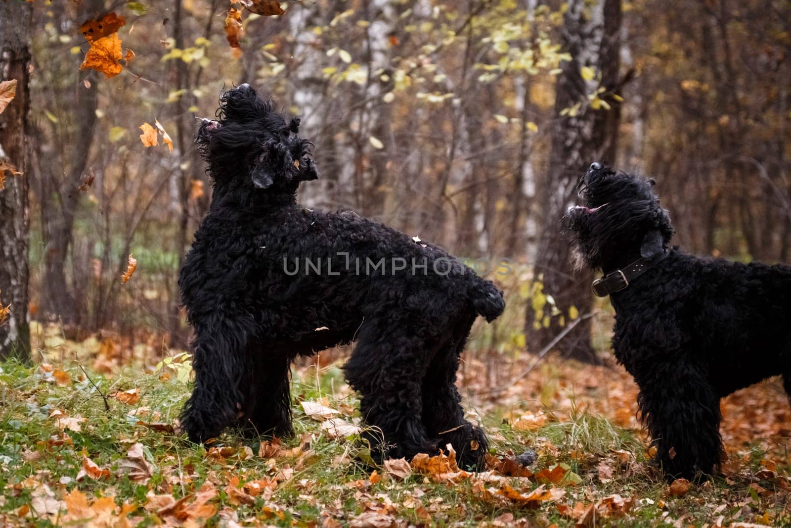 Two large black dogs of the Russian Black Terrier breed, a large and formidable dog, bred by Soviet breeders, in the fall in the park they catch autumn leaves