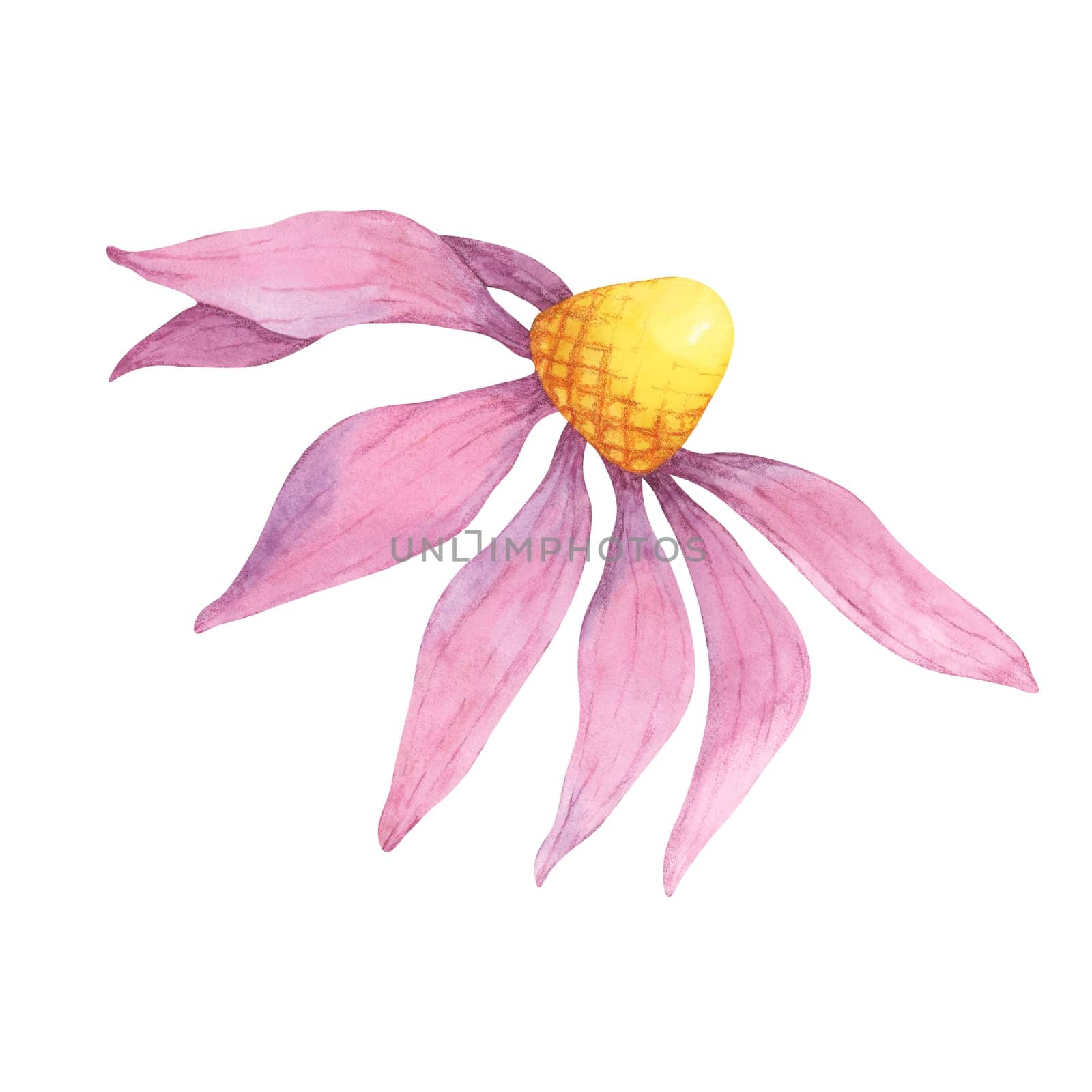 A single coneflower watercolor illustration with soft pink petals and a yellow center. Echinacea purpurea clipart design for greeting cards, textiles, floral art prints, or product labels
