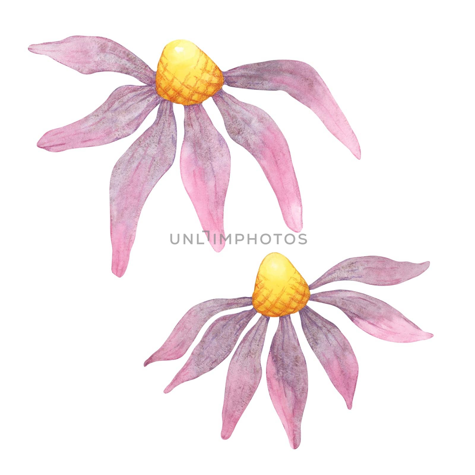 Two coneflowers with purple and pink watercolor petals and yellow centers. This echinacea purpurea clipart is ideal for eco-friendly product packaging, custom stationery, or garden-themed decor