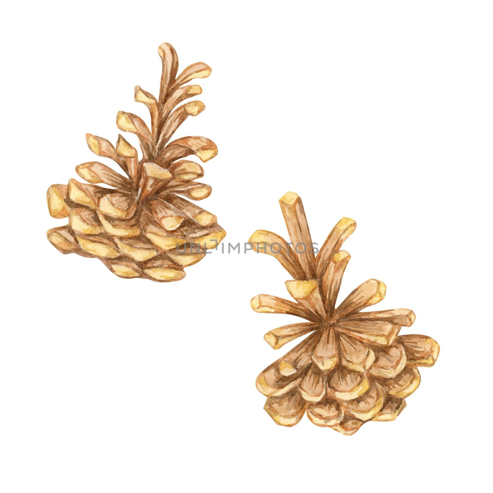 A pair of pine cones in brown tones, Watercolor clipart great for woodland-themed designs, holiday cards, and nature-inspired home decor. Botanical illustration for seasonal Christmas projects