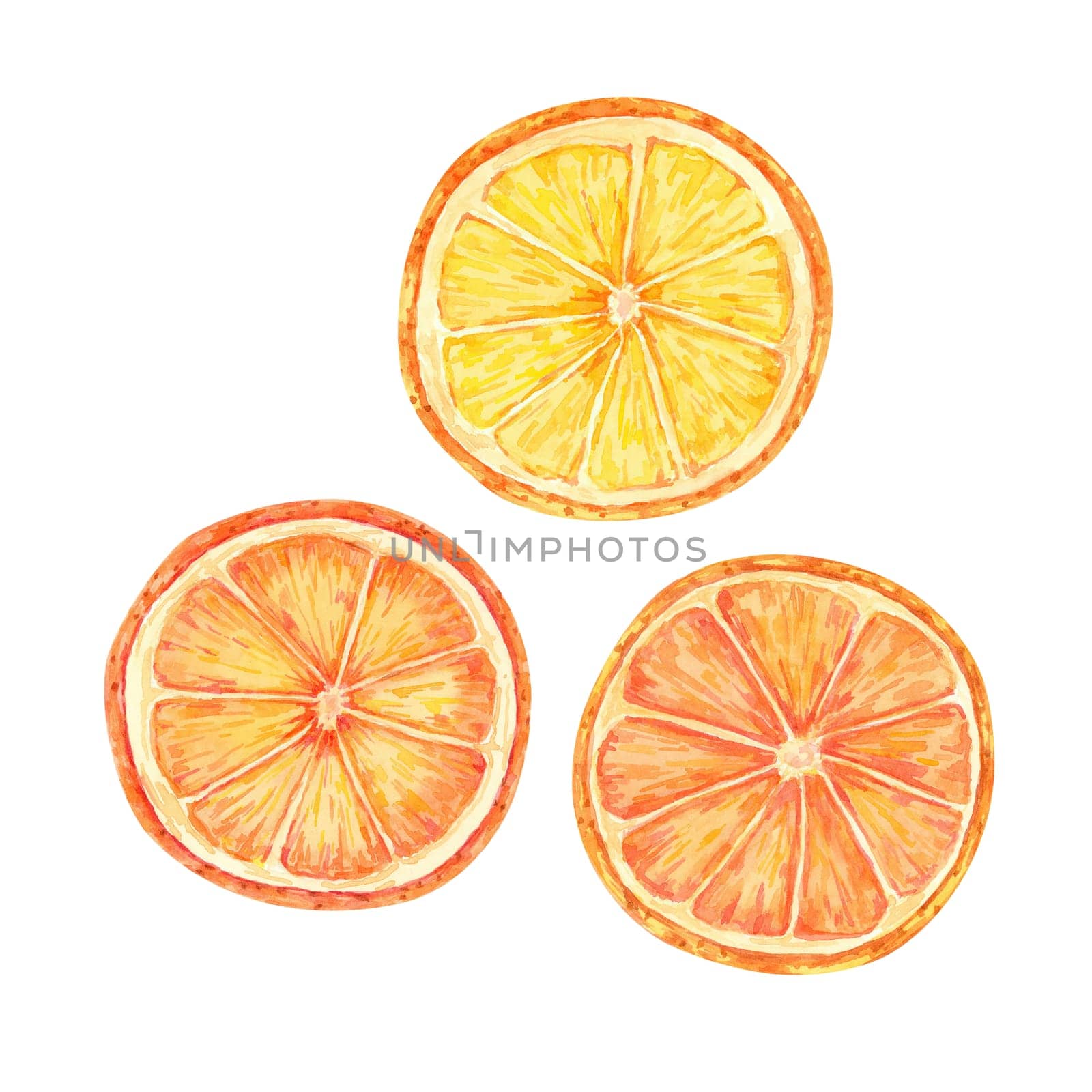 Orange slices in bright orange colors. Watercolor illustration for food blogs, cookbooks, and summer party decor. Citrus clipart for beverage labels, menu, invitation, juice and recipe cards