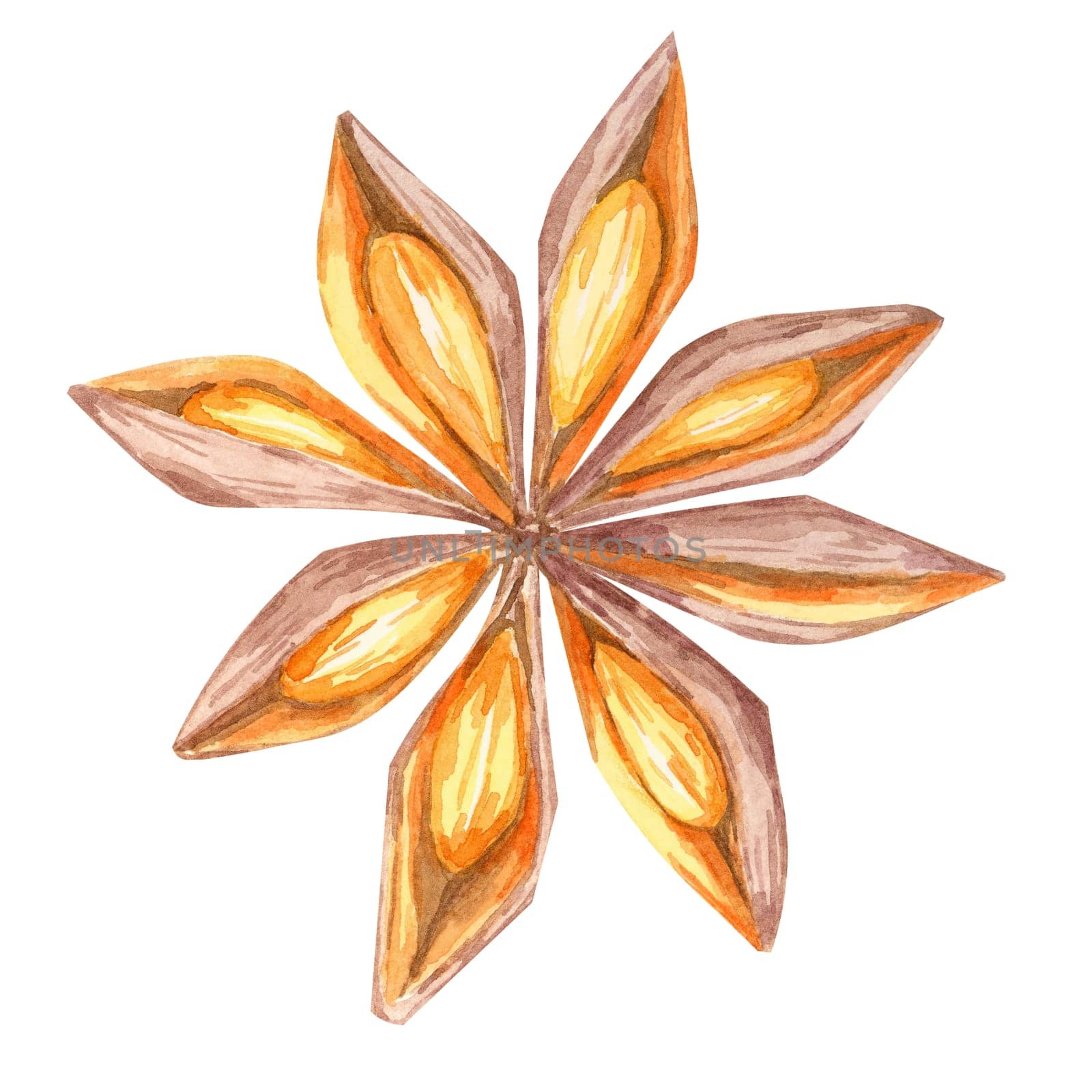 Star-shaped anise pod in rich brown and orange watercolor tones. Spices Clipart for use in holiday packaging, festive recipe books, or elegant spice-related branding materials