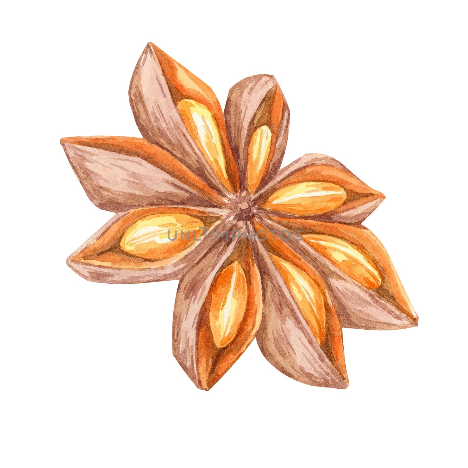 Star anise in brown and orange hues, watercolor clipart great for food blogs, cookbooks, and spice-themed decor. Botanical detailed illustration for seasonal invitations and culinary merchandise
