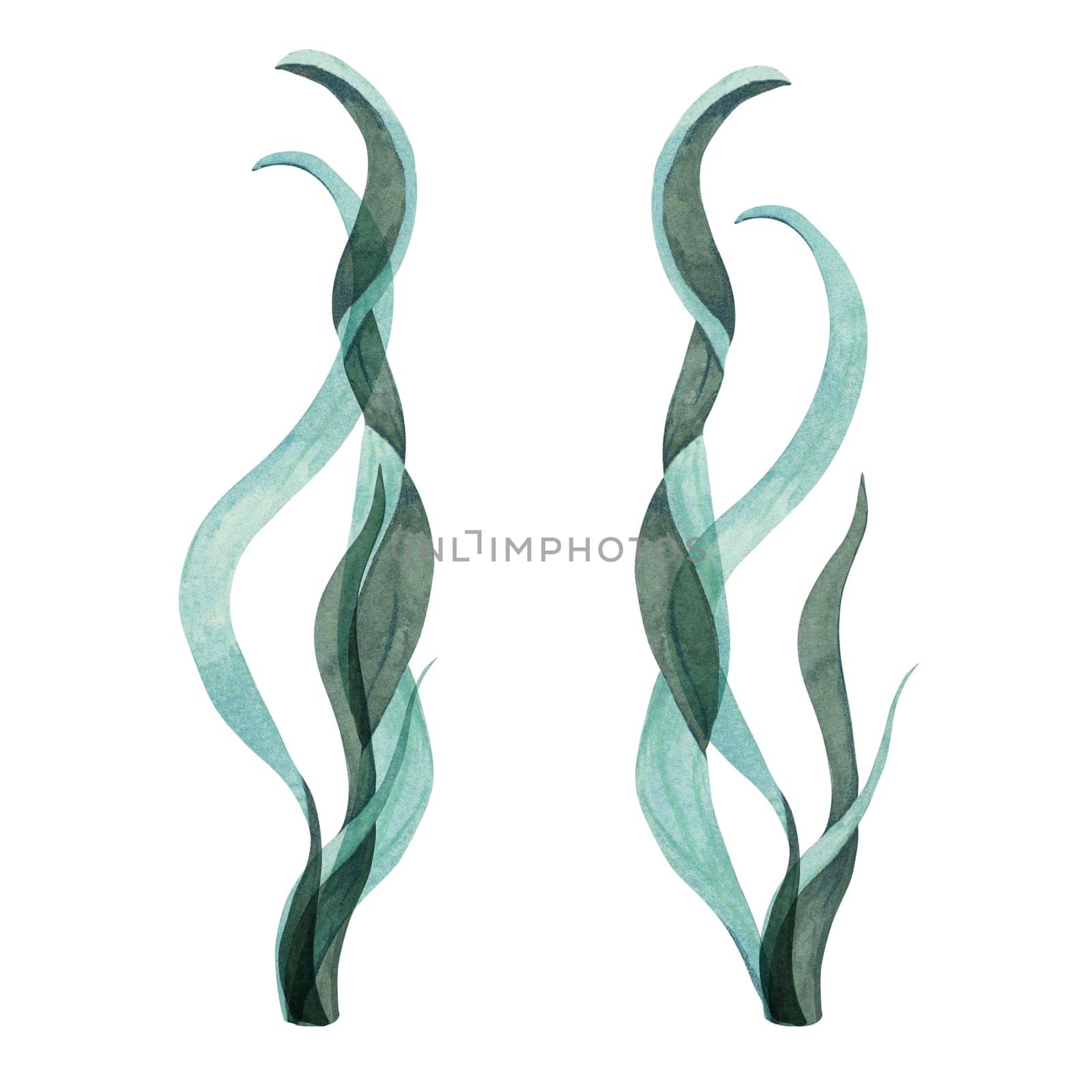 Two tall, teal watercolor seaweed plants with flowing curves. Kelp, laminaria isolated illustration for ocean scenes, packaging, food supplements or aquatic designs. Sea lettuce clipart