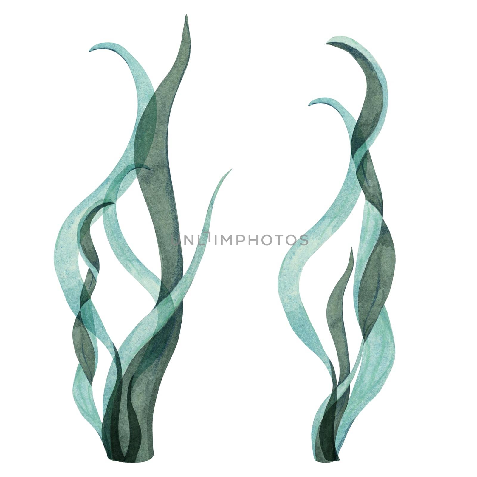 Blue-green watercolor seaweed clipart with tall, wavy leaves. Kelp, laminaria, underwater sea plant isolated elements for aquatic designs, sea lettuce illustration for marine projects, packaging