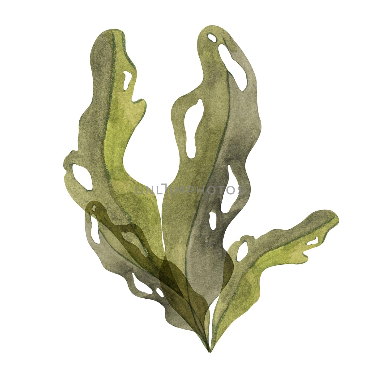 Olive-green watercolor seaweed clipart with large, porous leaves. Brown kelp, fucus sea plant, isolated algae illustration for ocean designs, natural underwater vegetation, food supplements
