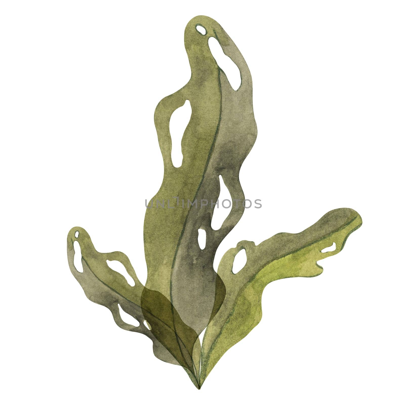 Deep green watercolor seaweed clipart with flowing leaves. Brown kelp, fucus algae, isolated illustration for adding an organic touch to marine-themed designs, packaging, superfood