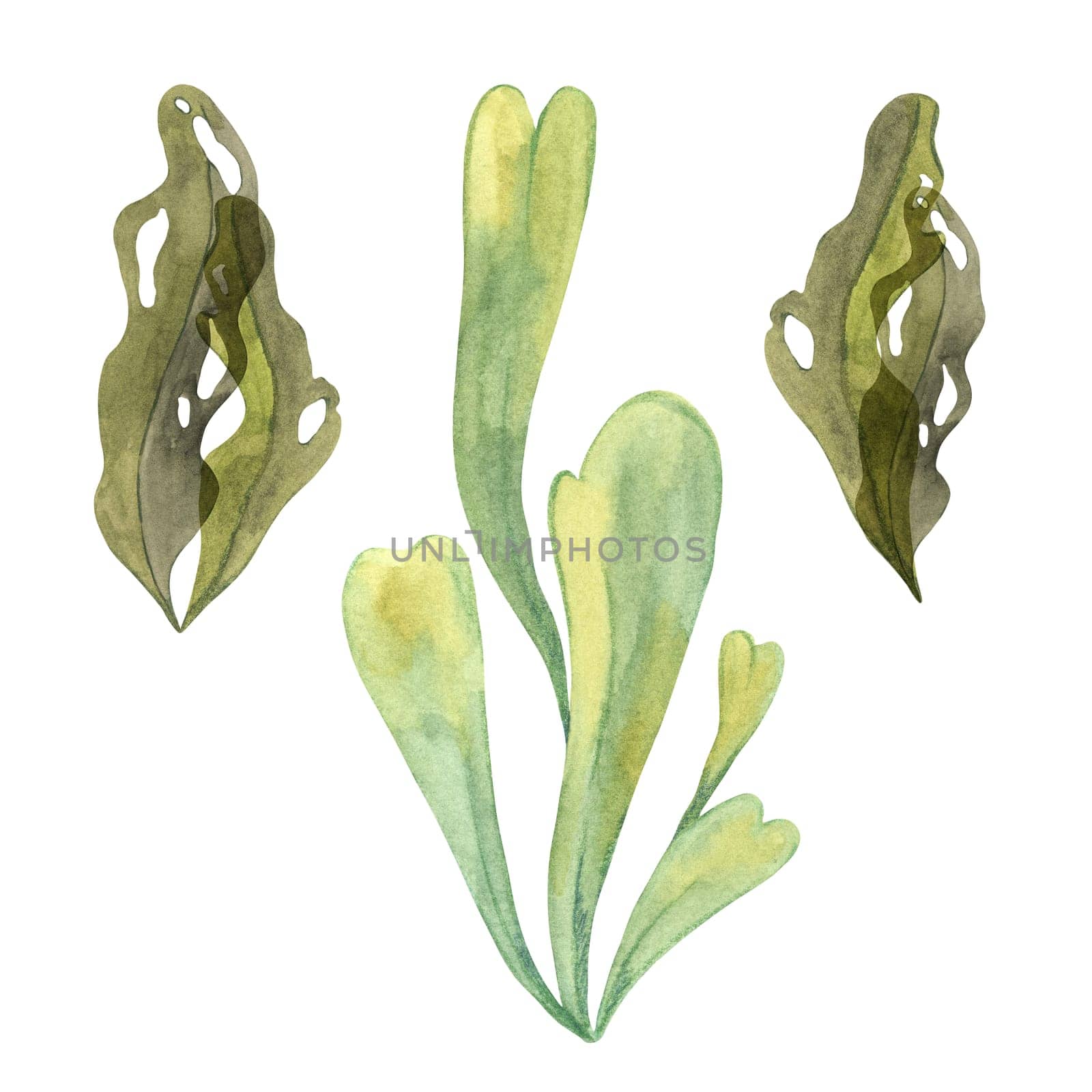 Yellow-green watercolor seaweed and brown kelp clipart. Laminaria and Caulerpa Algae, sea grapes isolated illustration perfect for beach and ocean designs, packaging, marine projects and posters