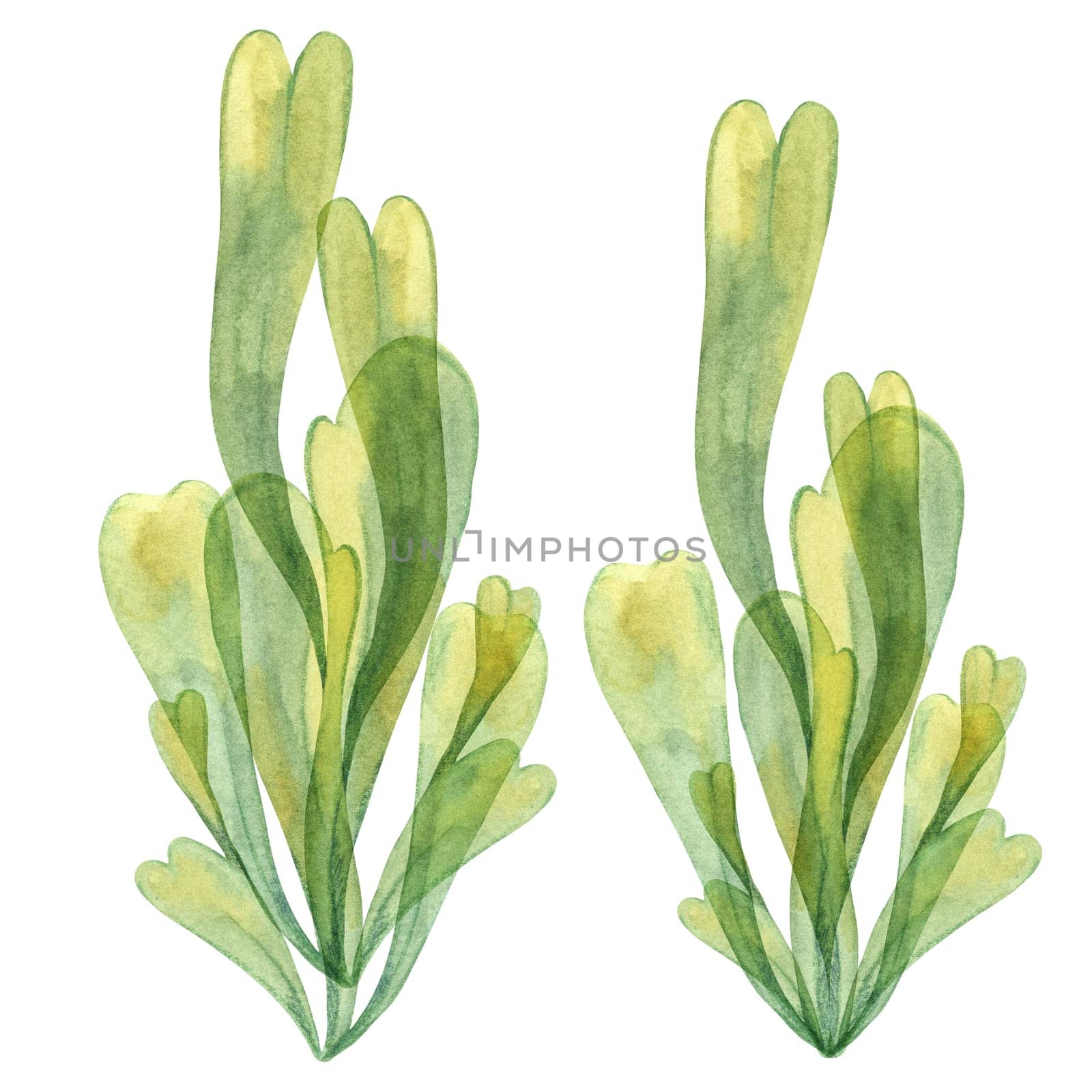 Two sea grapes algae illustrations in yellow green colors. Watercolor kelp, seaweed with delicate leaves for underwater and coastal projects, sea life themes, packaging and printed materials
