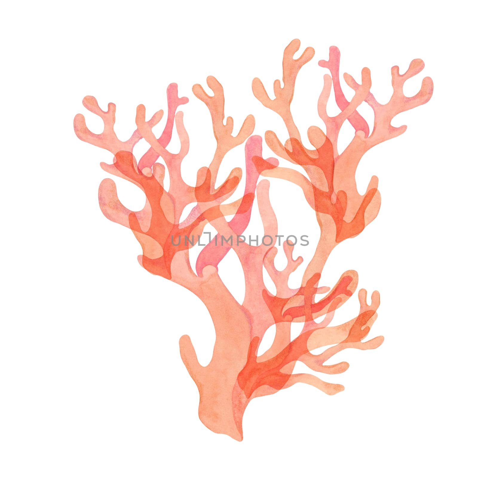 Pink watercolor coral clipart with branching structure. Red, fire coral isolated illustration, sea life for ocean-themed designs and underwater scenes, packaging, tropical beach projects