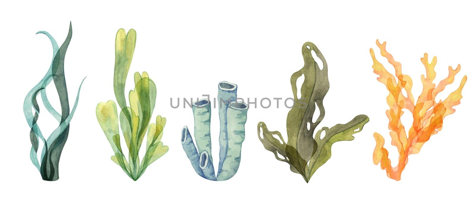 A mix of watercolor coral, sea tube sponge and seaweed clipart in green, blue, and orange tones. This ocean illustration set for tropical and underwater design themes. Algae isolated elements