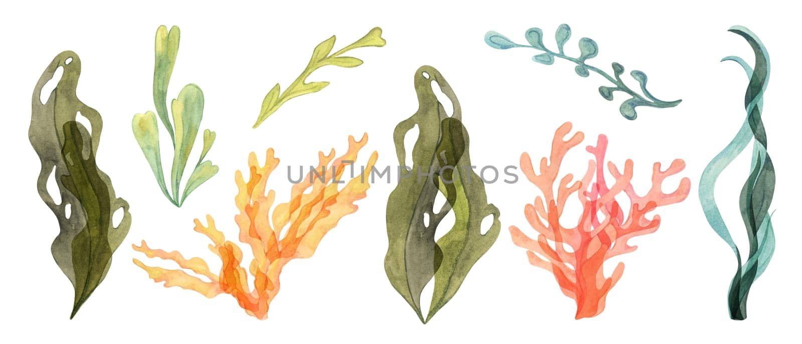 Collection of watercolor algae, seaweed and coral clipart in green, yellow, blue, red and orange shades. Aquatic life illustrations for marine and coastal projects, isolated kelp, laminaria, sea grape