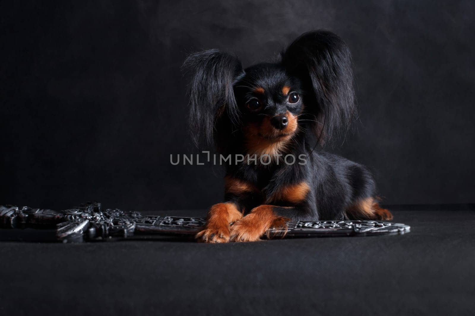 A small black red tan dog of the Russian Toy breed (toy terrier) lies on a black background in a studio indoors next to a Viking sword