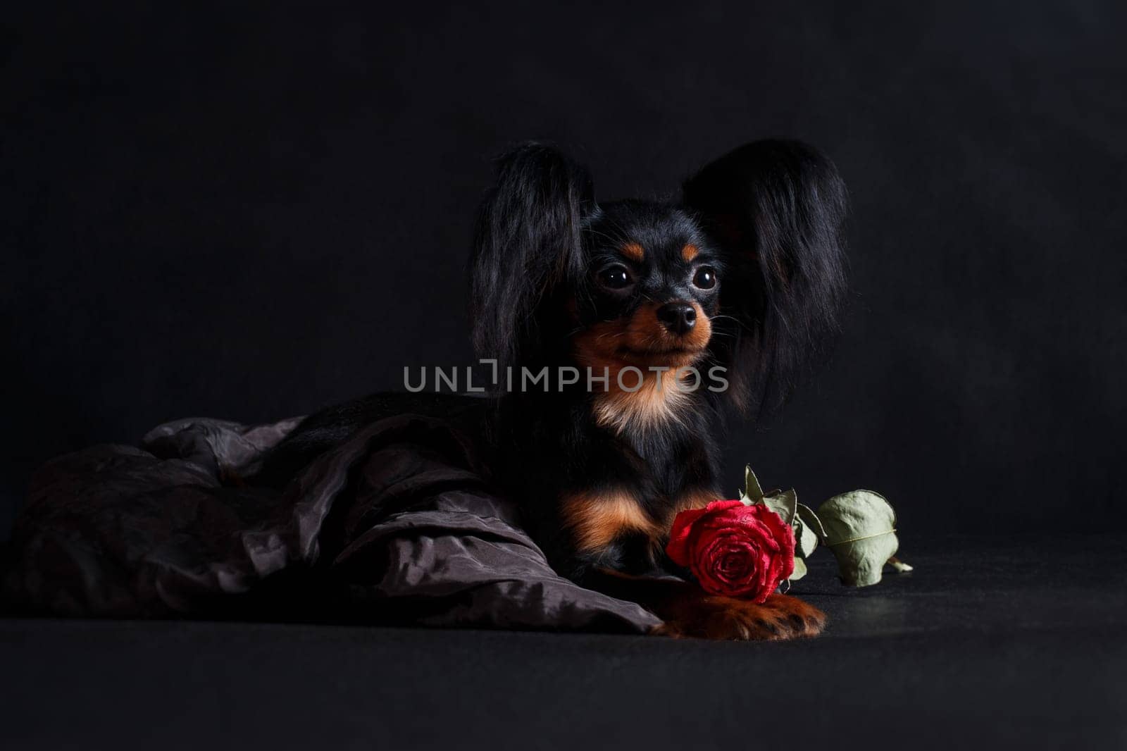 A small black red tan dog of the Russian Toy breed (toy terrier) lies on a black background in a studio indoors next to a red rose