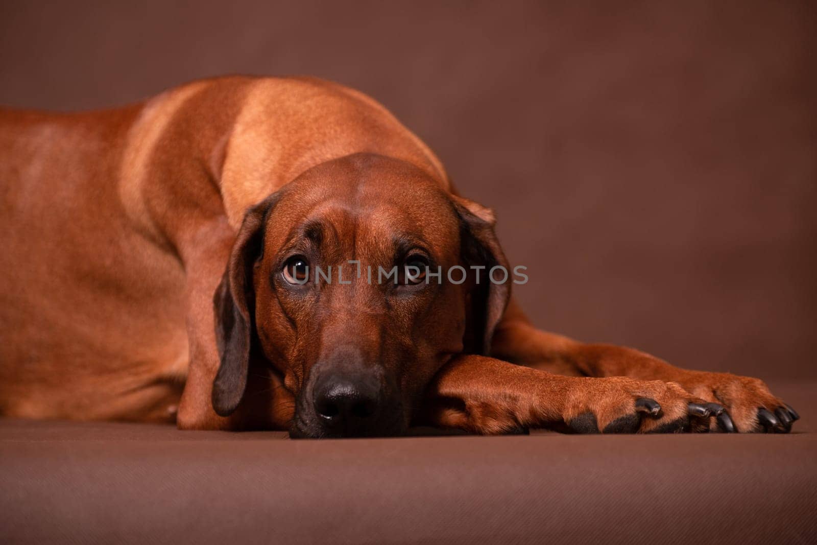 A sad Rhodesian Ridgeback lies against a brown background, his eyes reflecting sadness and fatigue.