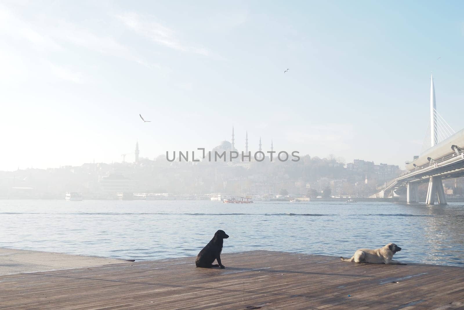 Two dogs sit on the wooden pier, enjoying the tranquil waterfront view.