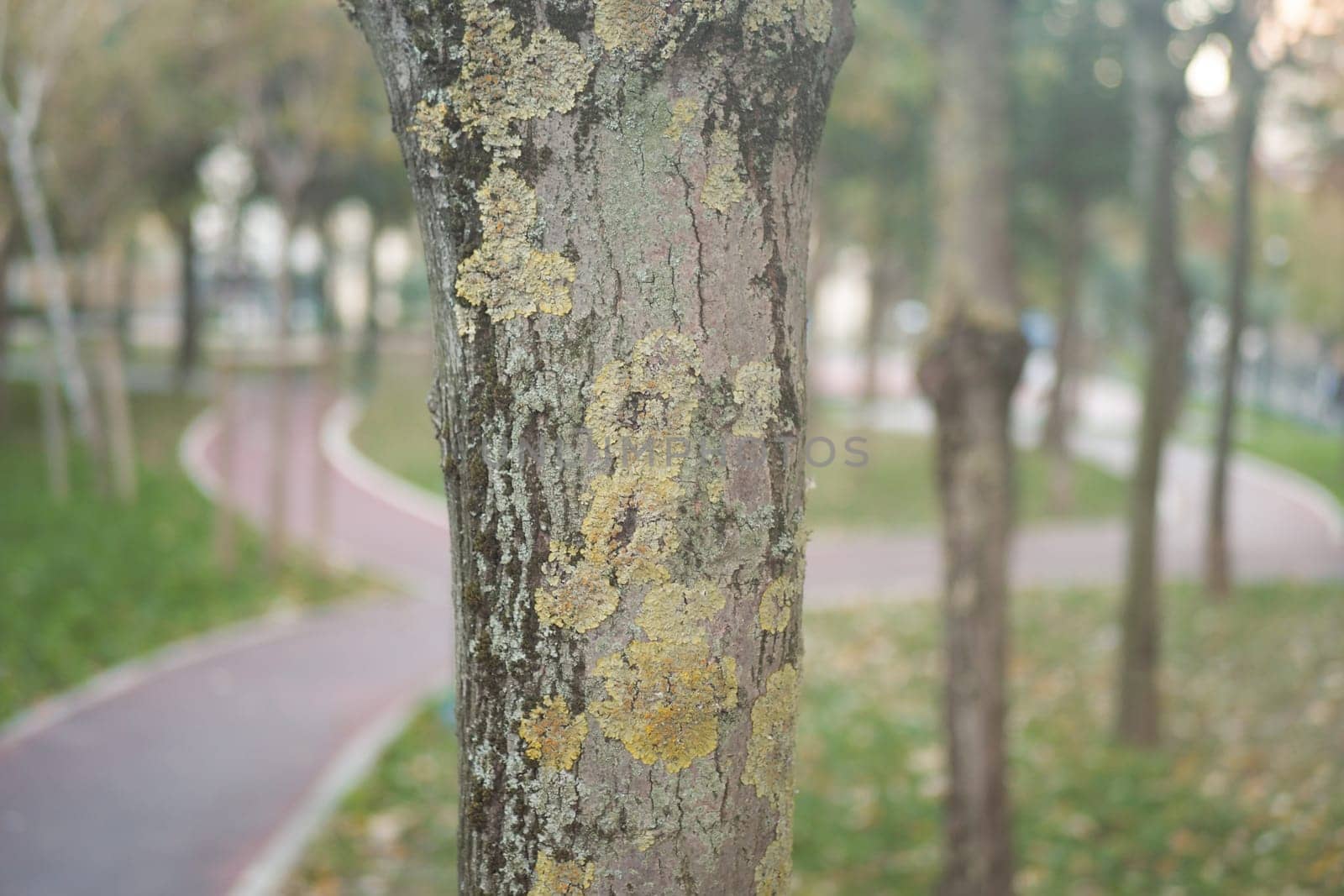 A tree trunk adorned with yellow lichen in a serene park pathway.