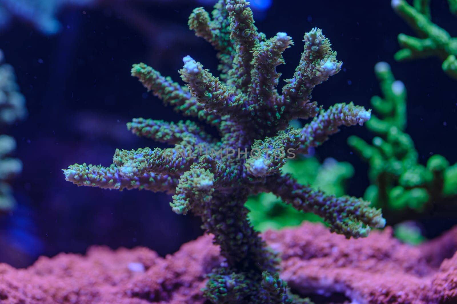Macro shot of a vibrant purple coral with intricate branching structure, illuminated under blue light, showcasing delicate textures in an underwater scene.