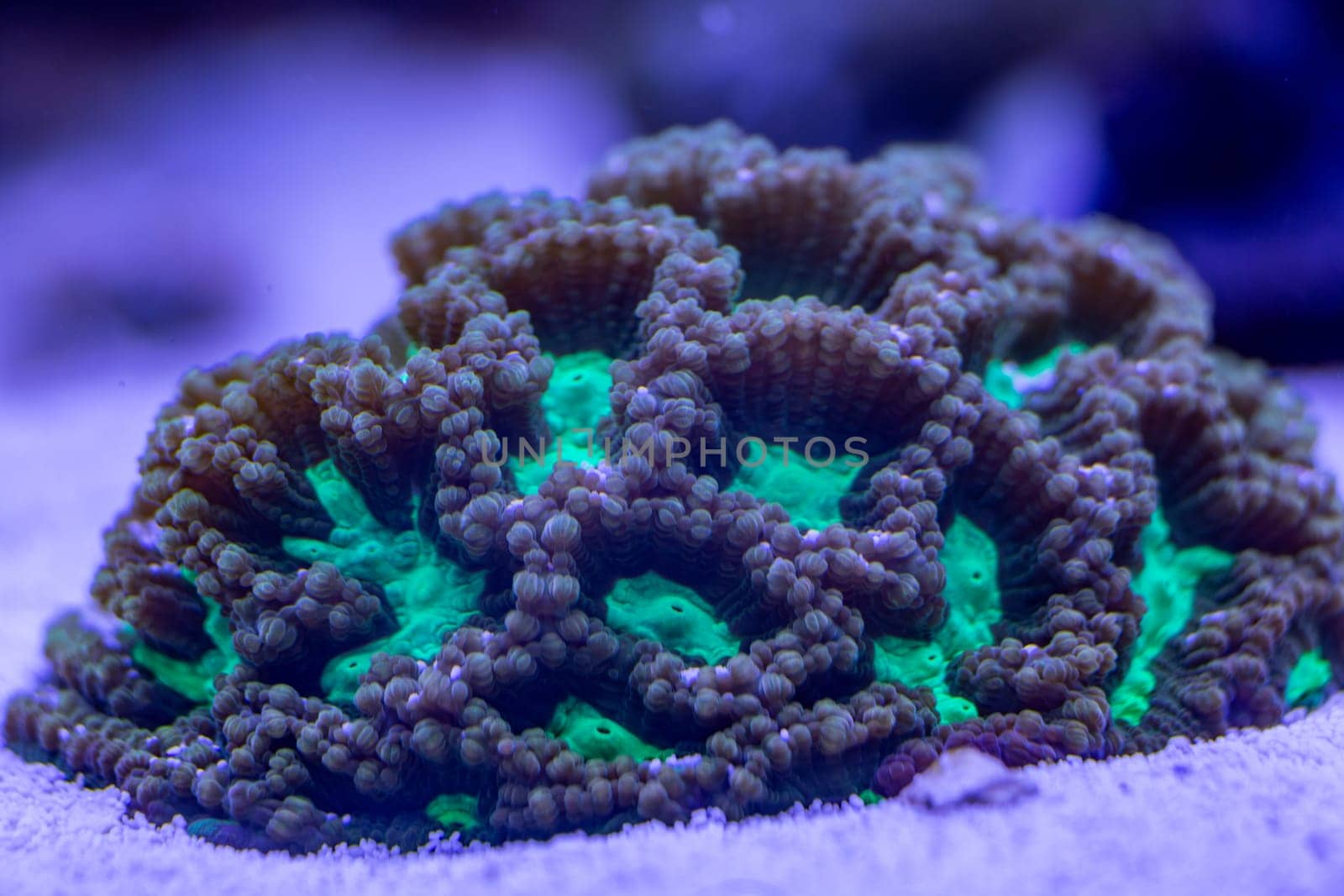 Vibrant close-up of a fluorescent coral glowing under blue light in an underwater macro shot, showcasing intricate textures and bioluminescent hues