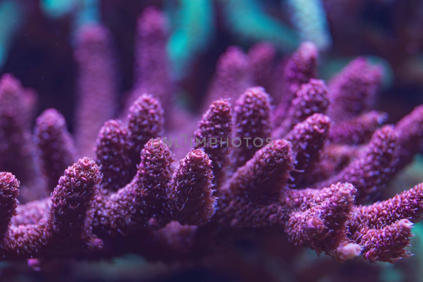 Macro shot of a vibrant purple coral with intricate branching structure, illuminated under blue light, showcasing delicate textures in an underwater scene.