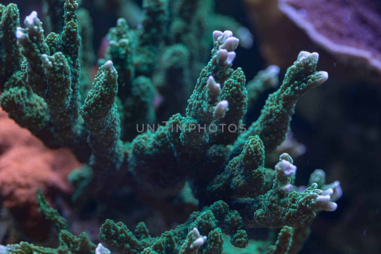 Close-up of a vibrant green coral with detailed textures and branching structure, illuminated under blue light in an underwater macro shot.