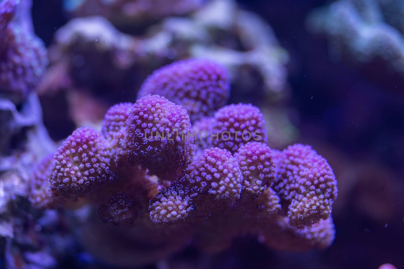 Macro shot of a vibrant purple coral with intricate branching structure, illuminated under blue light, showcasing delicate textures in an underwater scene.
