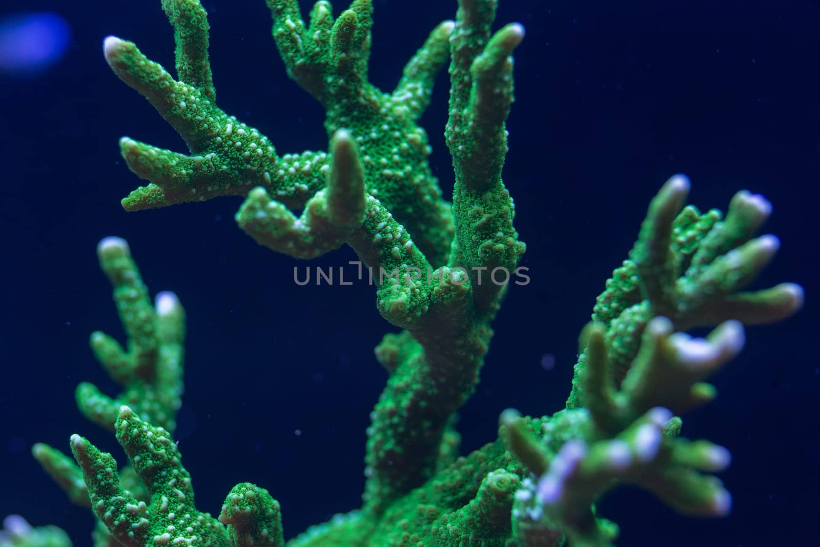 Close-up of a vibrant green coral with detailed textures and branching structure, illuminated under blue light in an underwater macro shot.