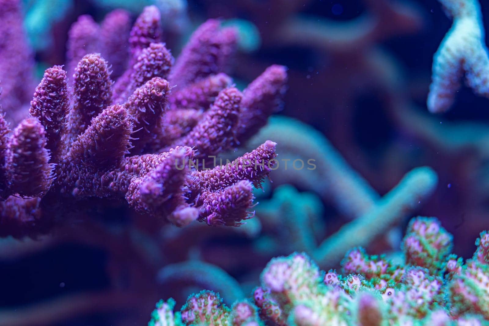 Macro shot of a vibrant purple coral with intricate branching structure, illuminated under blue light, showcasing delicate textures in an underwater scene.