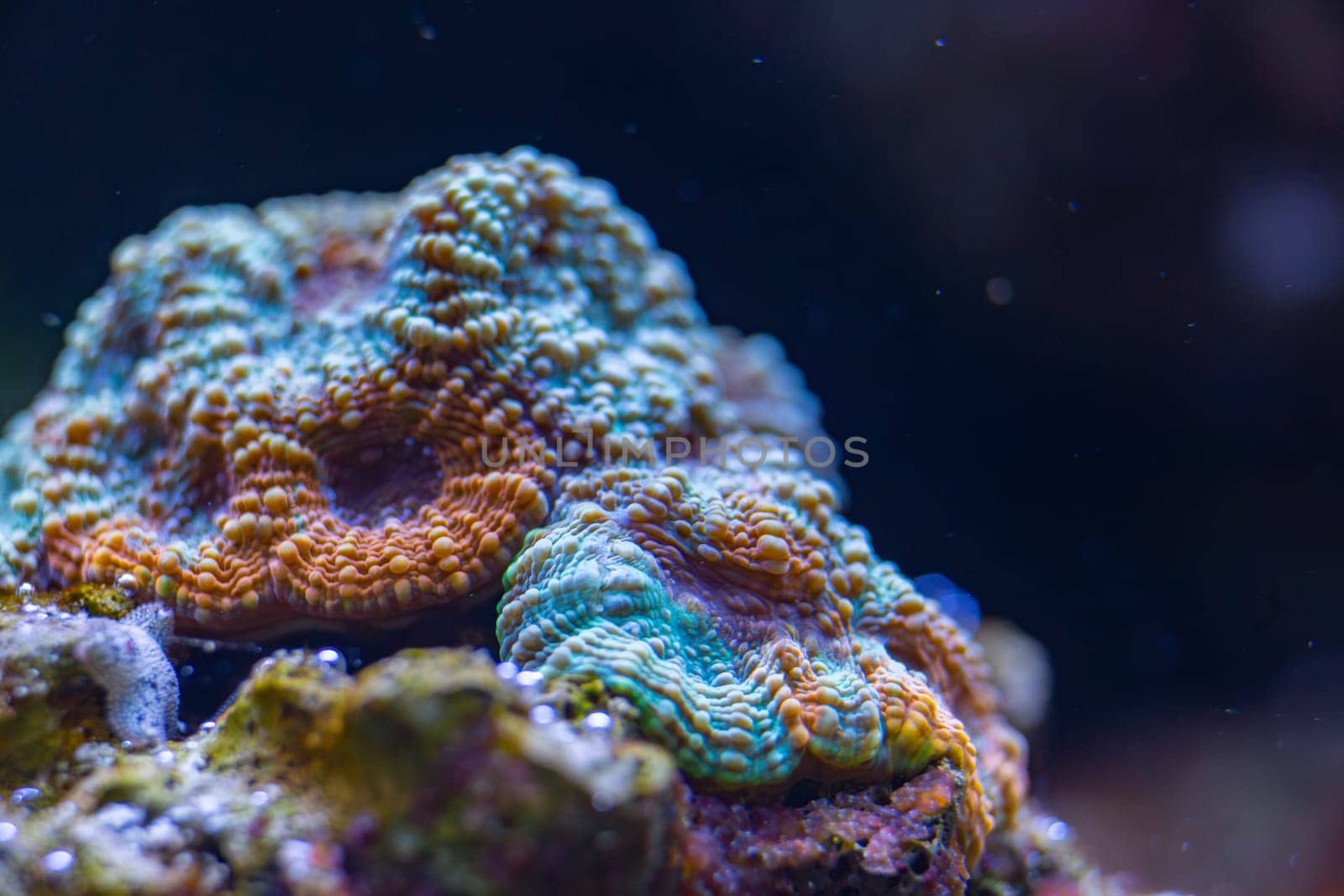 Close-up of colorful coral in an aquarium, showcasing vibrant textures and patterns.