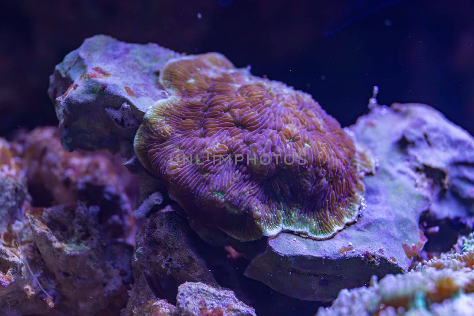 Vibrant close-up of a fluorescent coral glowing under blue light in an underwater macro shot, showcasing intricate textures and bioluminescent hues