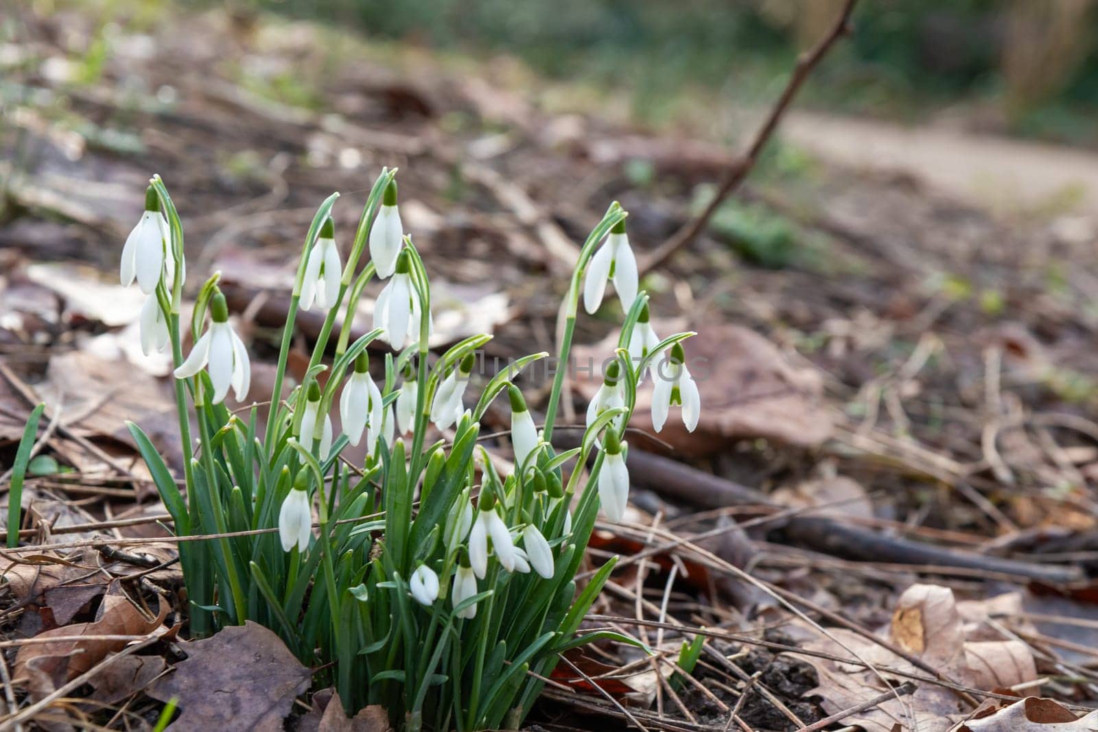Flowers of snowdrop spring in the garden gracefully emerging from the soil. Common snowdrop Galanthus nivalis blooms with delicate white petals in natural green background.