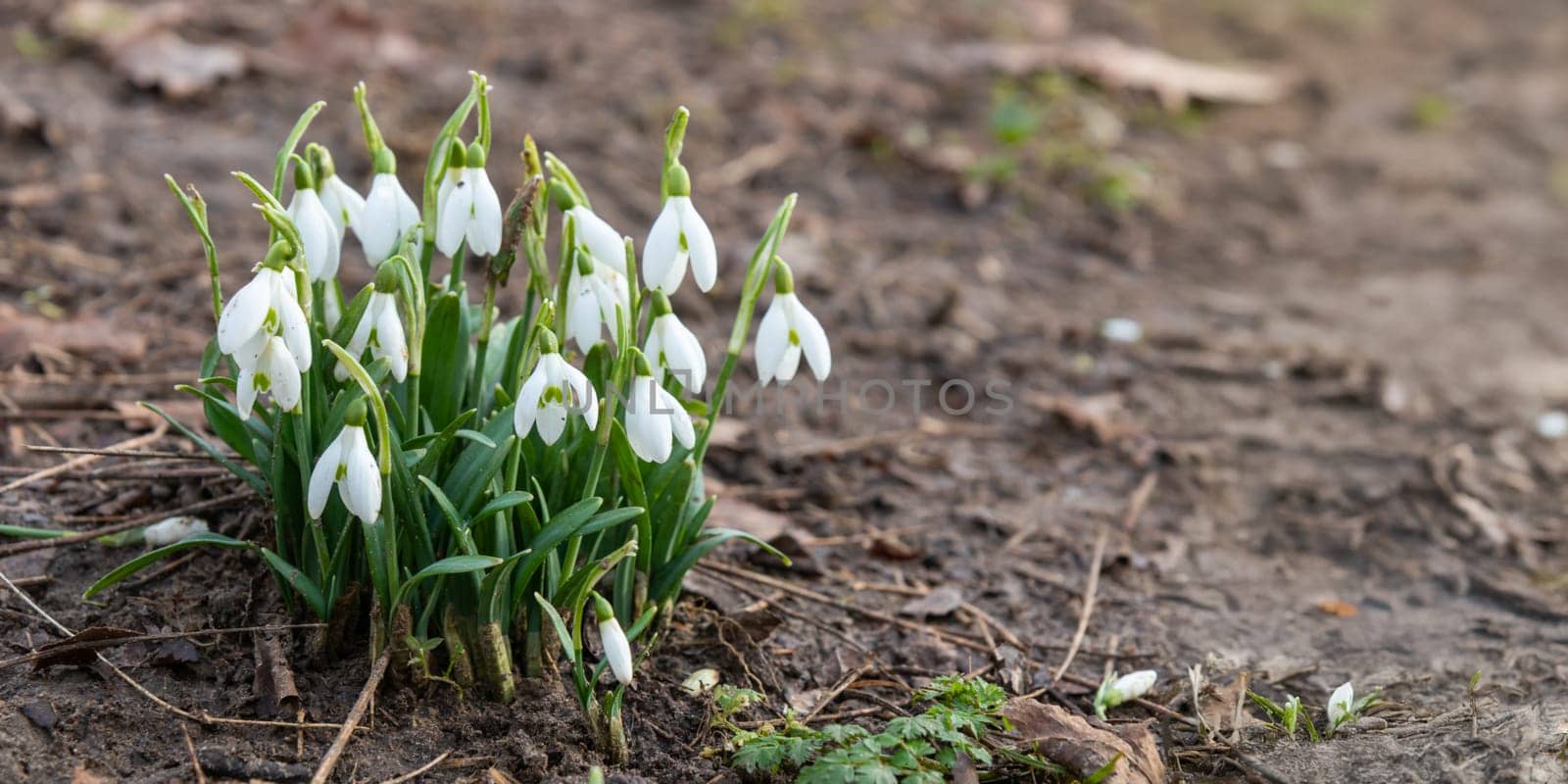 Flowers of snowdrop spring in the garden gracefully emerging from the soil. Common snowdrop Galanthus nivalis blooms with delicate white petals in natural green background