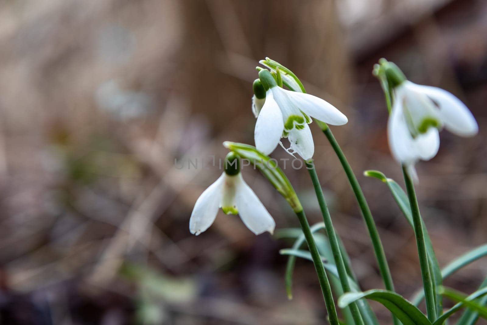 Flowers of snowdrop spring in the garden gracefully emerging from the soil. Common snowdrop Galanthus nivalis blooms with delicate white petals in natural green background