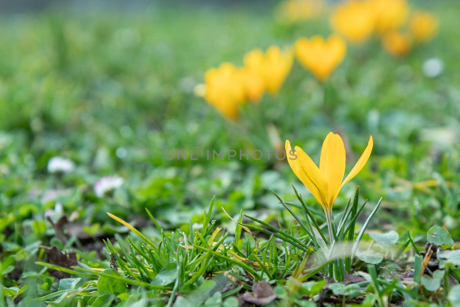 Crocuses - blooming yellow  flowers making their way in early spring on the fresh green meadow, closeup with space for text, banner