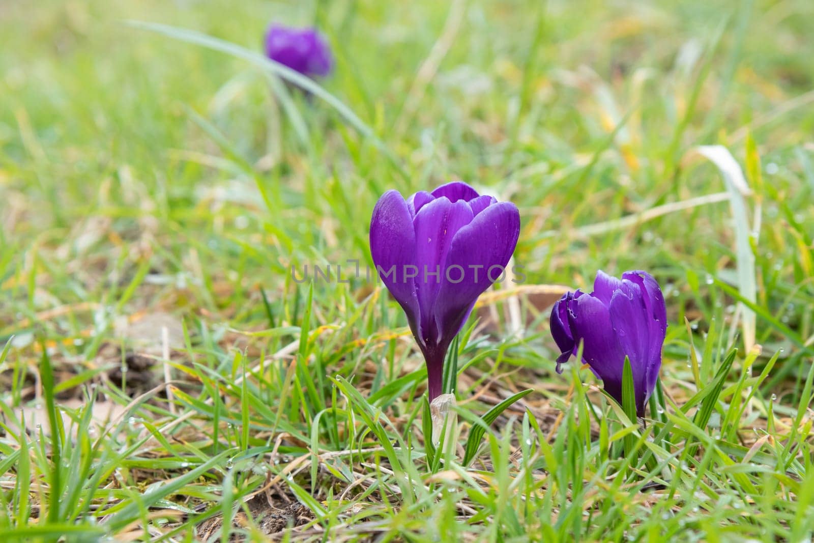 Crocuses - blooming purple flowers making their way in early spring on the fresh green meadow, closeup with space for text, banner - write a key words