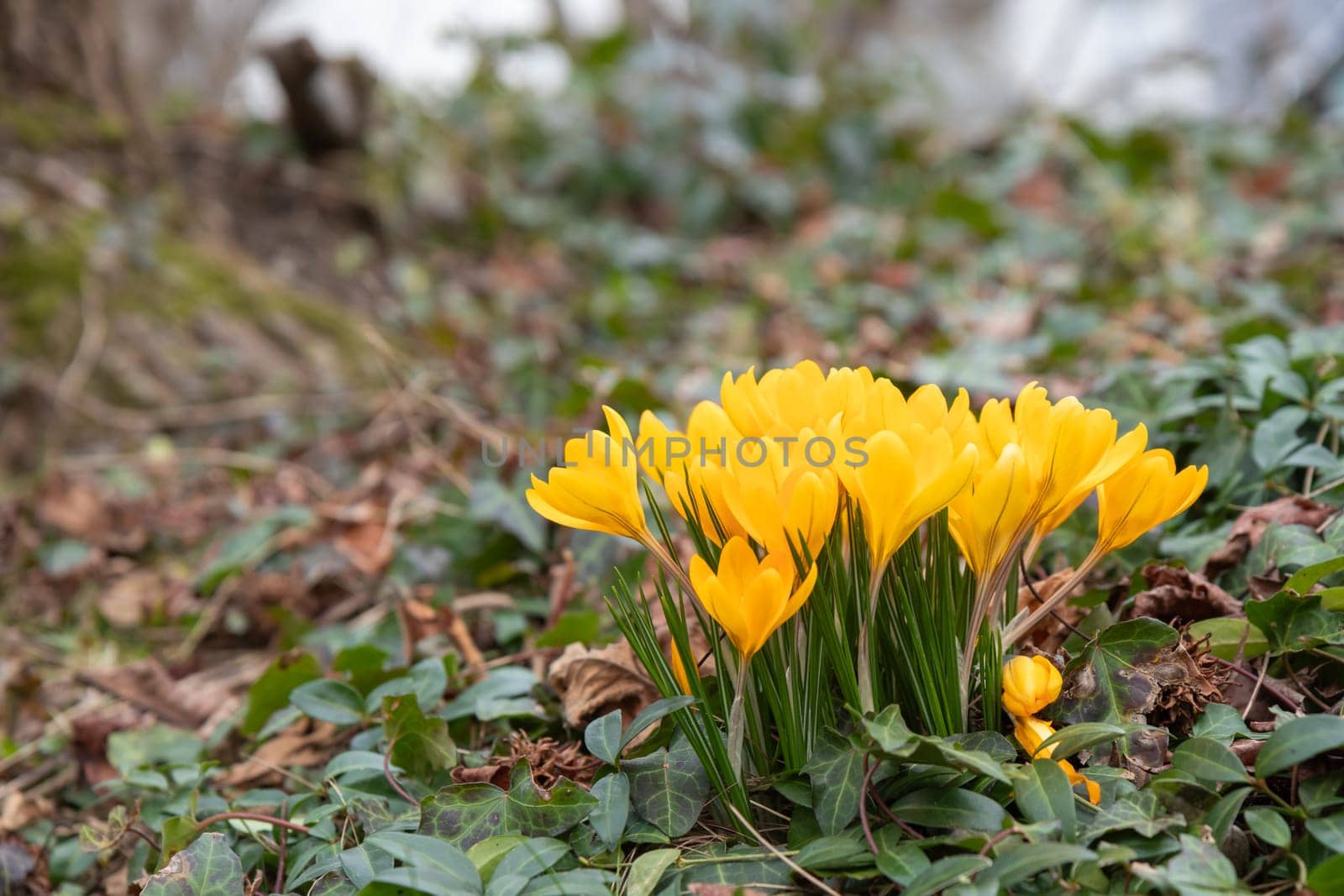 Crocuses - blooming yellow  flowers making their way in early spring on the fresh green meadow, closeup with space for text, banner