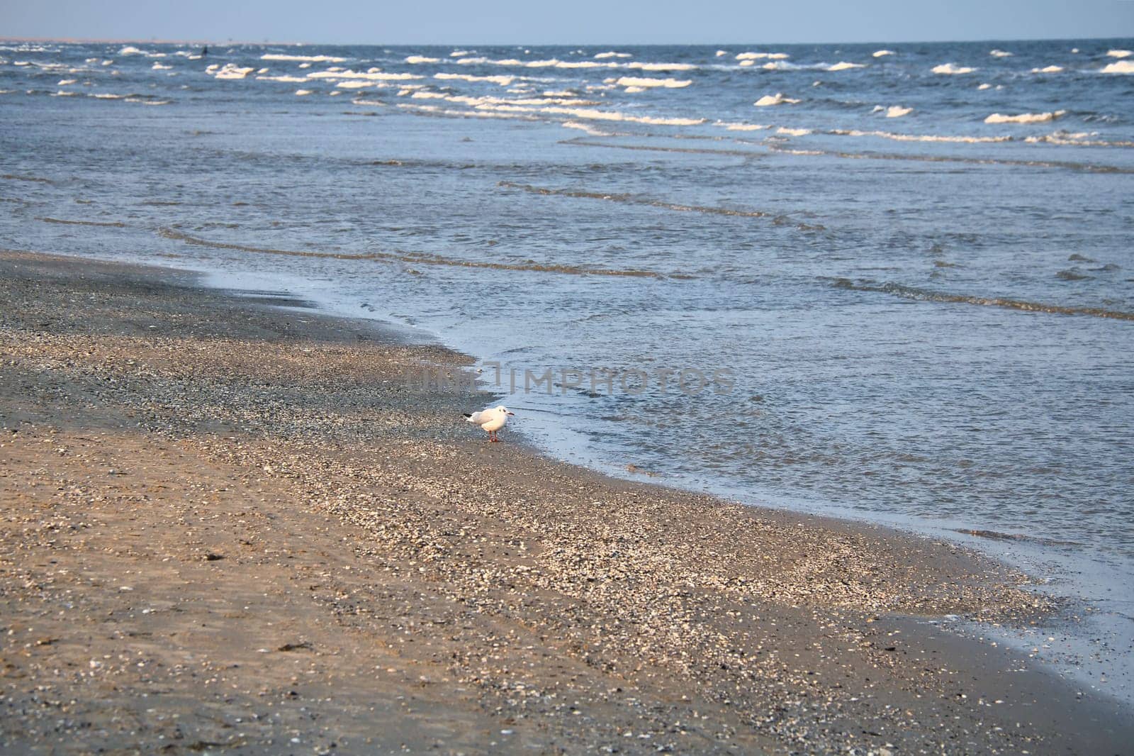 Seagull walking on the beach on the coast of Usedom. Light waves on the sea. Animal photo of a bird