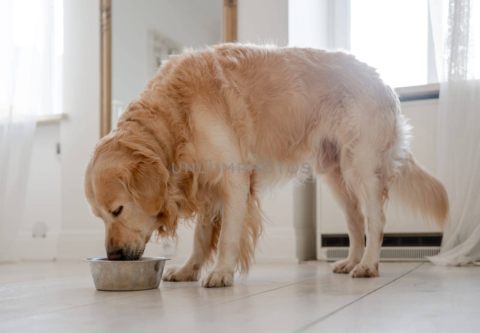 Golden Retriever Eats Dog Food At Home