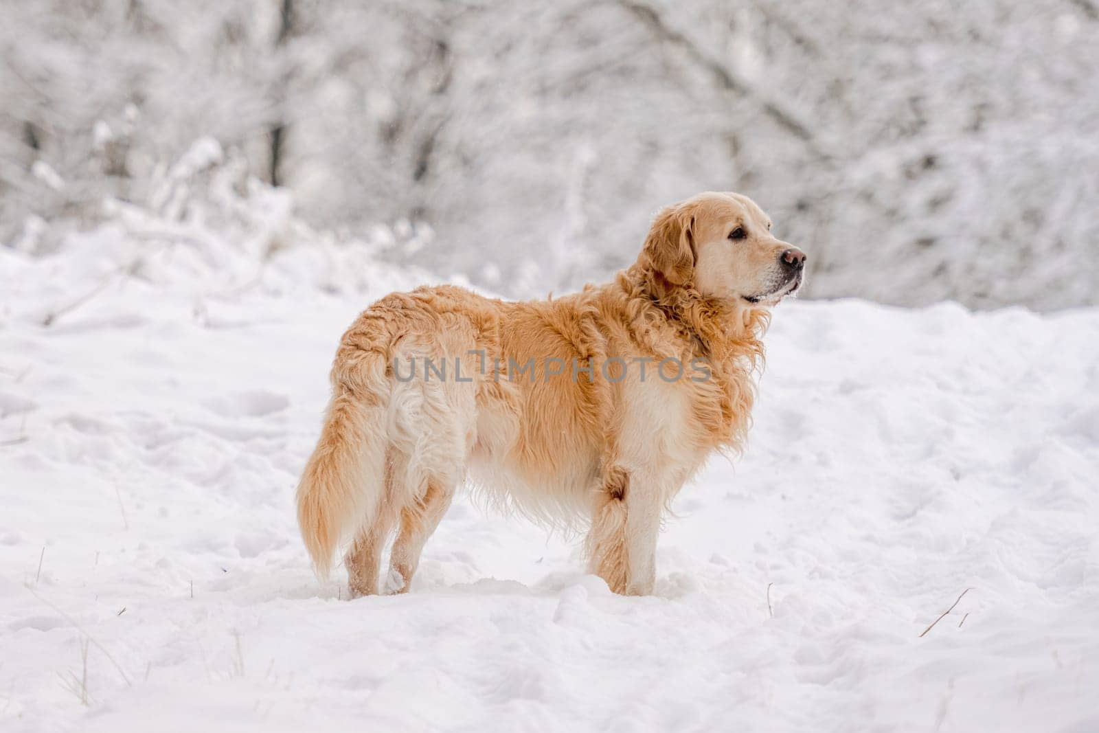 Golden Retriever Dog In The Winter Forest In The Snow